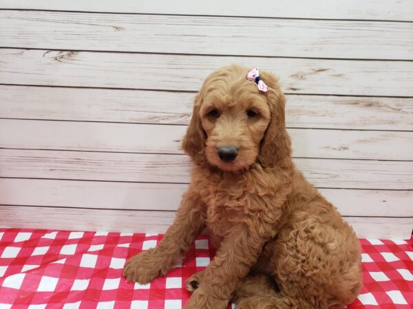 Goldendoodle DOG Female Red 20237 Petland Batavia, Illinois