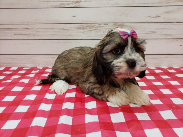 Cock A Tzu-DOG-Female-Brindle-20235-Petland Batavia, Illinois