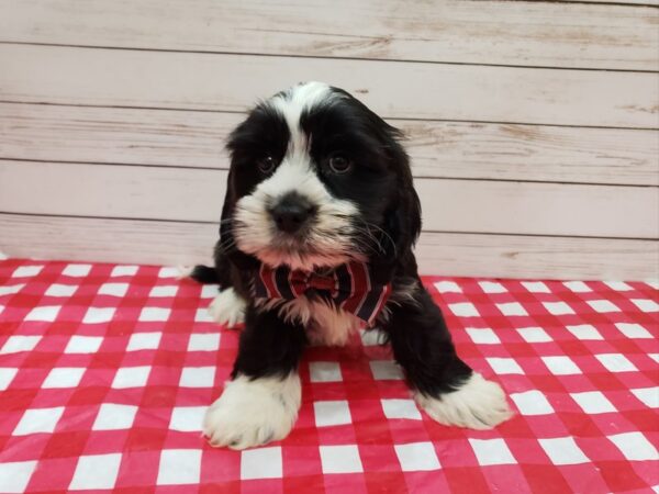 Cock A Tzu-DOG-Male-Black and White-20234-Petland Batavia, Illinois
