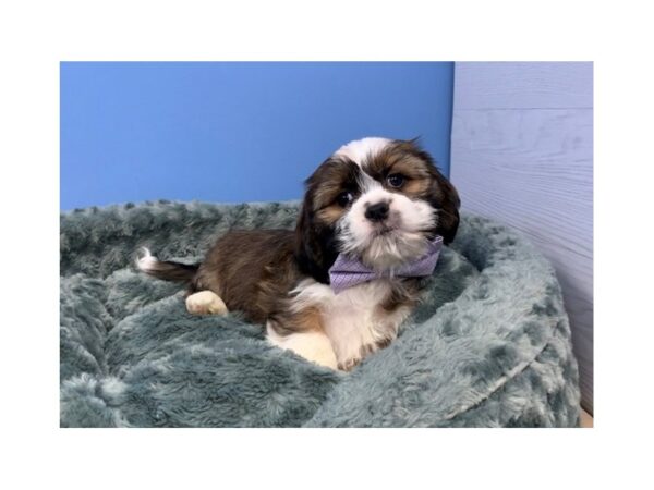 Cock A Tzu-DOG-Male-Brindle-20016-Petland Batavia, Illinois