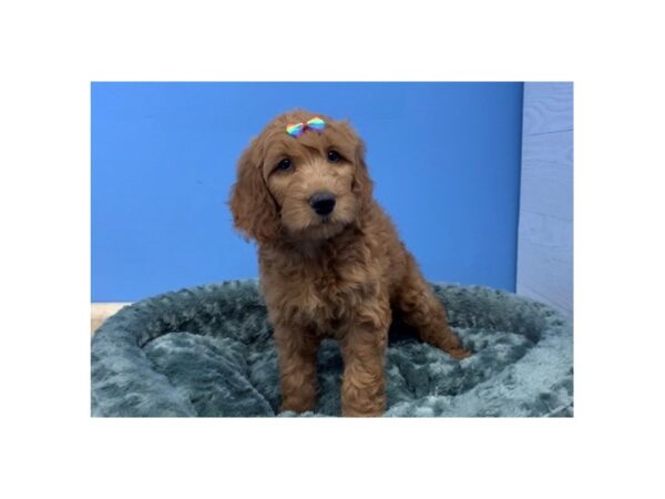Goldendoodle DOG Female Red 20015 Petland Batavia, Illinois