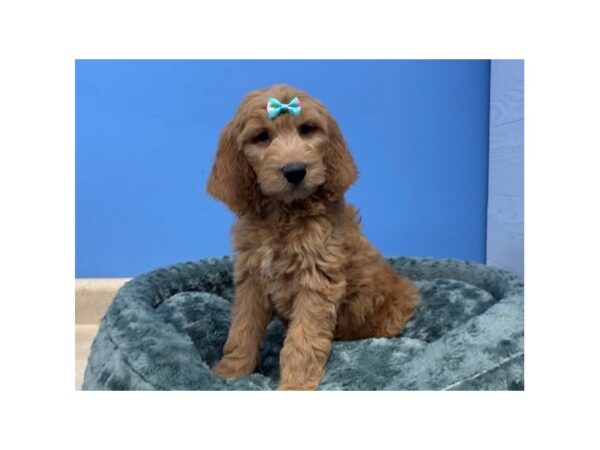 Goldendoodle DOG Female Red 20014 Petland Batavia, Illinois