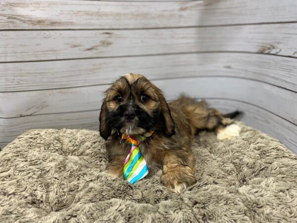 Cock A Tzu DOG Male Brindle 12113 Petland Batavia, Illinois