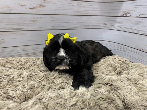 Cock A Tzu-DOG-Female-Black and White-12112-Petland Batavia, Illinois
