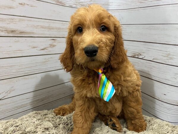 Goldendoodle DOG Male Red 12111 Petland Batavia, Illinois