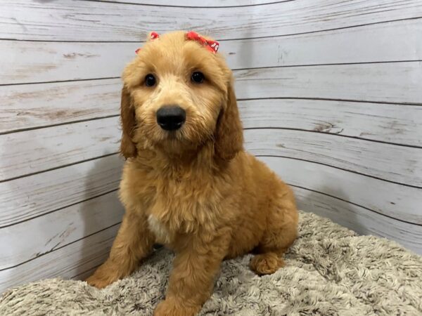 Goldendoodle DOG Female Red 12110 Petland Batavia, Illinois