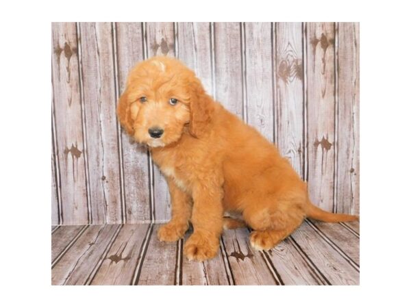 Goldendoodle DOG Male Apricot 12129 Petland Batavia, Illinois