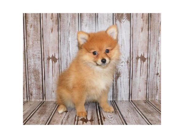 Pomeranian DOG Female Orange Sable 12120 Petland Batavia, Illinois
