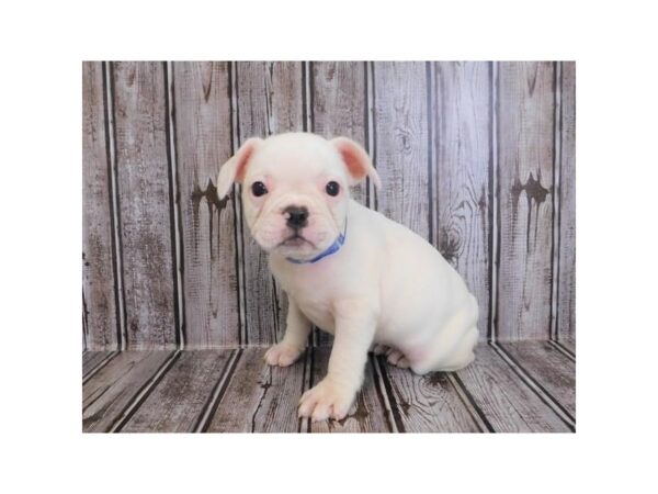 French Bulldog DOG Female White 20242 Petland Batavia, Illinois