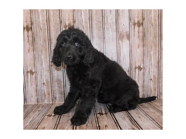 Goldendoodle-DOG-Female-Black-20254-Petland Batavia, Illinois