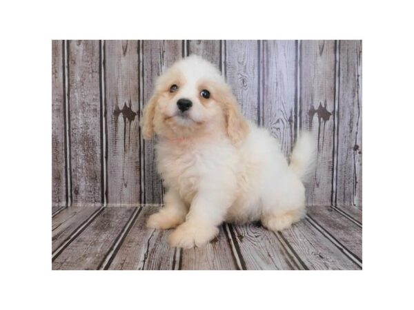 Cavachon DOG Male Blenheim 20247 Petland Batavia, Illinois