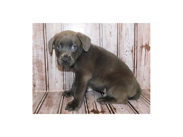 Labrador Retriever/French Bulldog-DOG-Male-Blue-20019-Petland Batavia, Illinois