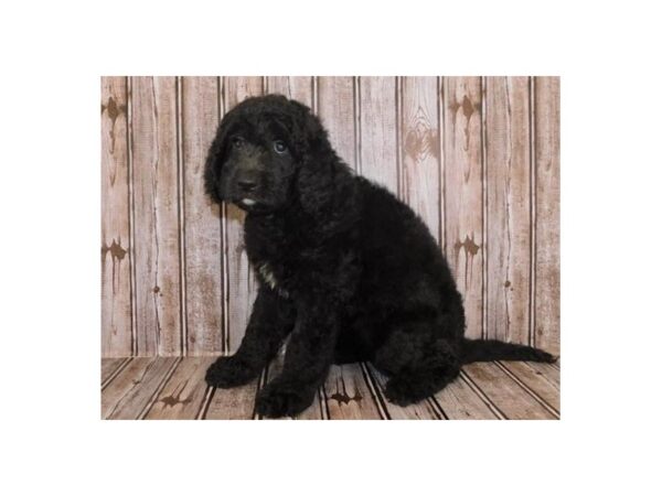 Goldendoodle DOG Female Black 20023 Petland Batavia, Illinois