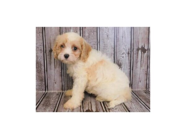 Cava Poo DOG Male Blenheim 20021 Petland Batavia, Illinois