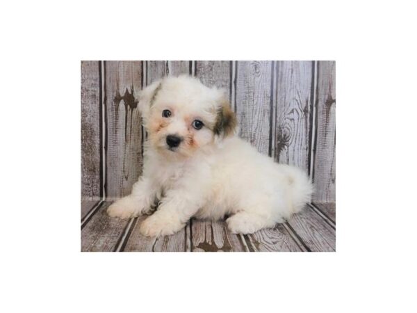 Teddy Bear DOG Female Gold / White 20018 Petland Batavia, Illinois