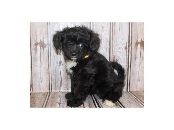 Papi Poo DOG Female Black 20020 Petland Batavia, Illinois