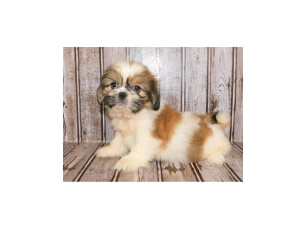 Shih-Peke-DOG-Male-Gold / White-20022-Petland Batavia, Illinois