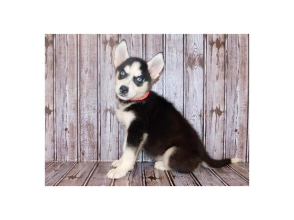 Siberian Husky-DOG-Male-Black & White-20244-Petland Batavia, Illinois