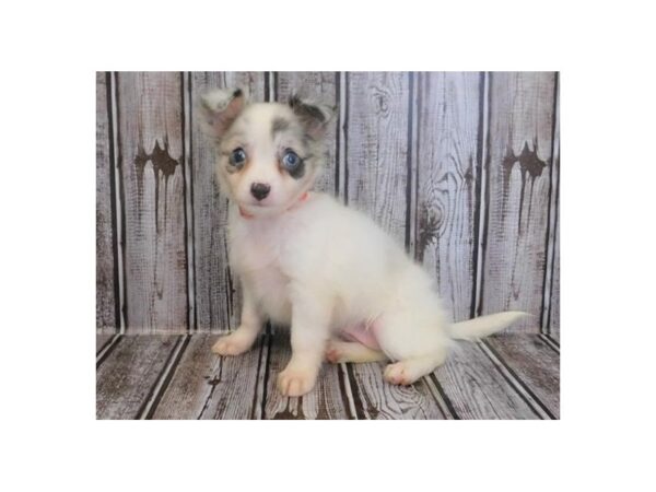 Chihuahua DOG Female Blue Merle 20238 Petland Batavia, Illinois