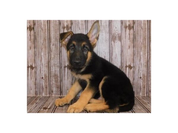 German Shepherd Dog DOG Male Black / Tan 20250 Petland Batavia, Illinois