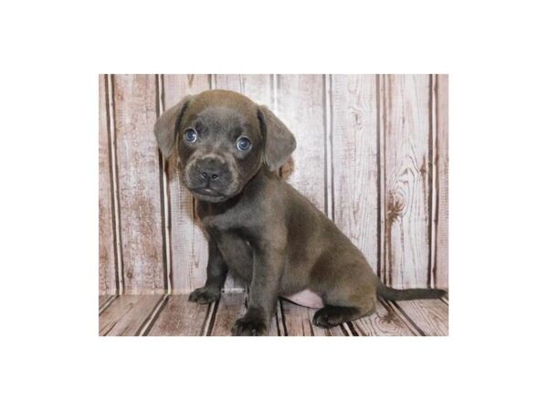 Labrador Retriever/French Bulldog DOG Female Blue 20249 Petland Batavia, Illinois