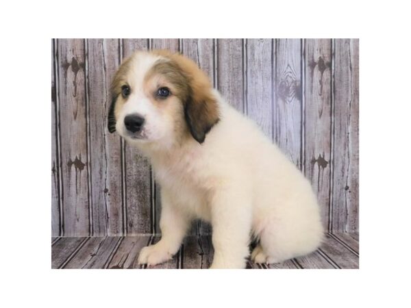 Great Pyrenees/Anatolian Shepherd-DOG-Female-White-20246-Petland Batavia, Illinois