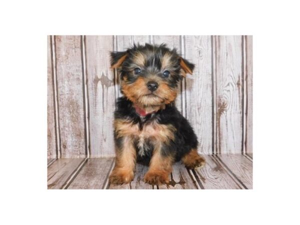 Silky Terrier-DOG-Male-Black / Tan-20245-Petland Batavia, Illinois