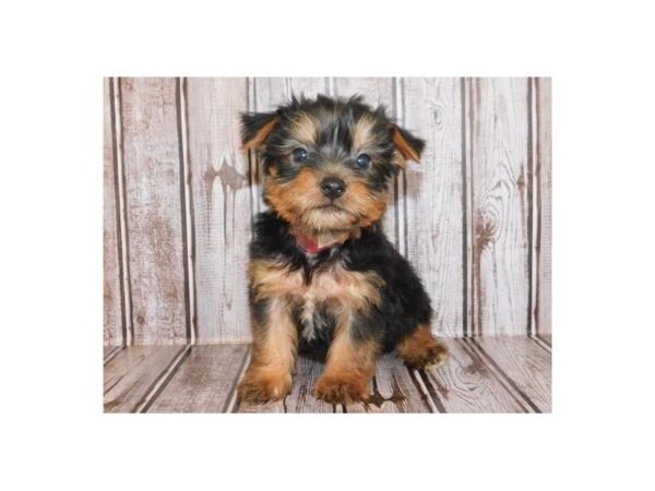 Silky Terrier DOG Male Black / Tan 20245 Petland Batavia, Illinois