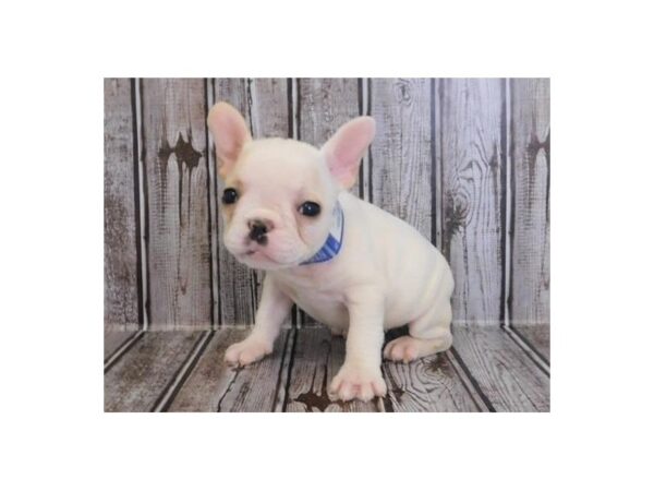 French Bulldog DOG Female White / Cream 20241 Petland Batavia, Illinois