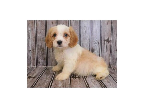 Cava Poo DOG Male Blenheim 20252 Petland Batavia, Illinois