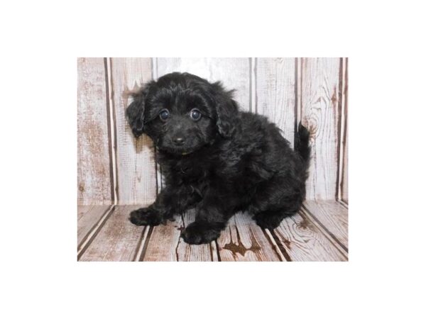 Papi Poo DOG Female Black 20251 Petland Batavia, Illinois