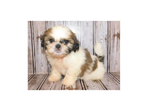 Shih-Peke DOG Male Gold / White 20253 Petland Batavia, Illinois