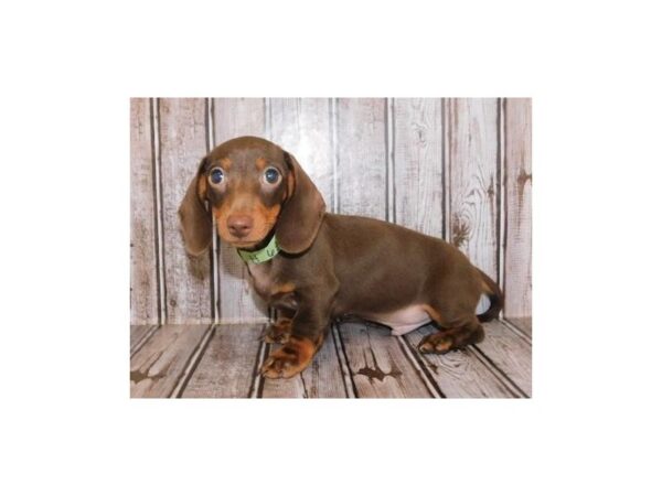 Dachshund DOG Male Chocolate / Tan 20240 Petland Batavia, Illinois