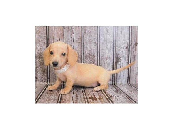 Dachshund-DOG-Female-Isabella-20239-Petland Batavia, Illinois