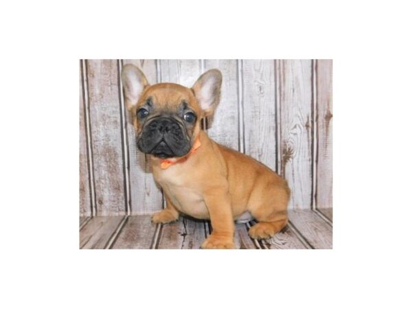 French Bulldog DOG Male Red Fawn 12119 Petland Batavia, Illinois