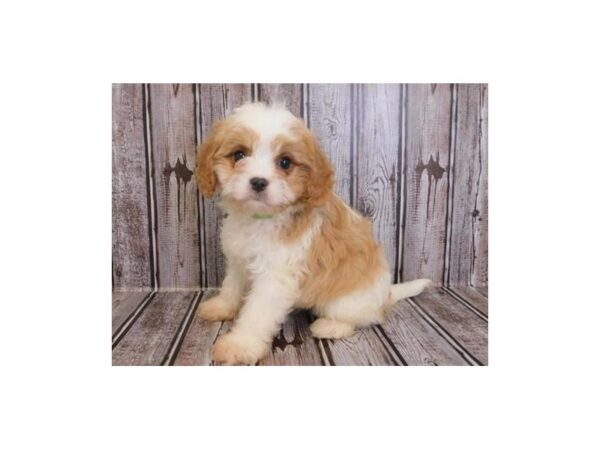 Cava Poo DOG Male Blenheim 12127 Petland Batavia, Illinois