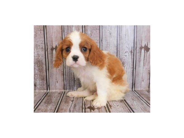 Cavalier King Charles Spaniel DOG Male Blenheim 12116 Petland Batavia, Illinois