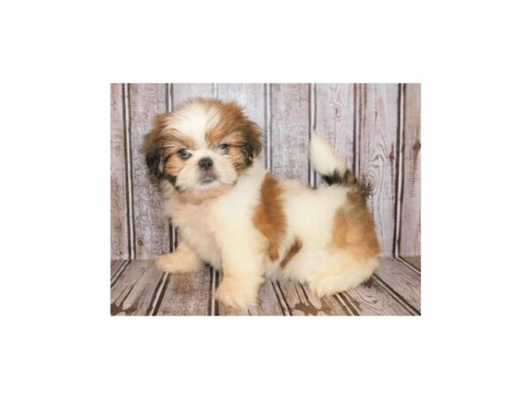 Shih-Peke-DOG-Female-Gold / White-12128-Petland Batavia, Illinois