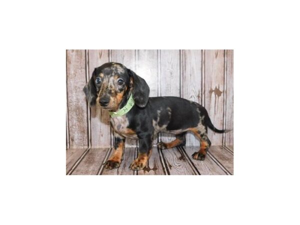 Dachshund DOG Female Black and Tan, Silver Dapple 12118 Petland Batavia, Illinois