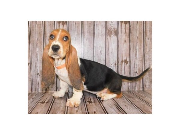 Basset Hound-DOG-Female-Black White / Tan-12115-Petland Batavia, Illinois