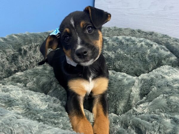 Blue Heeler/Rat Terrier mix-DOG-Female-Black and Tan, white markings-20033-Petland Batavia, Illinois