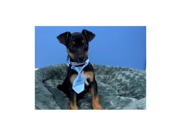Blue Heeler/Rat Terrier mix-DOG-Male-Black and Tan-20266-Petland Batavia, Illinois
