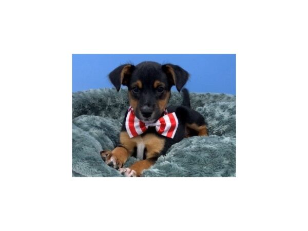 Blue Heeler/Rat Terrier mix-DOG-Male-Black and Tan-20268-Petland Batavia, Illinois