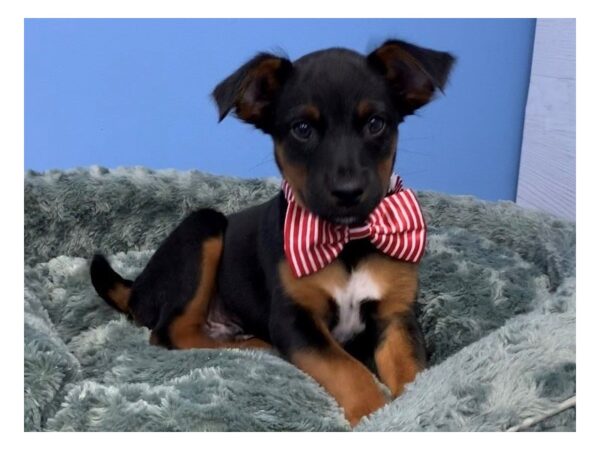 Black and tan rat sales terrier