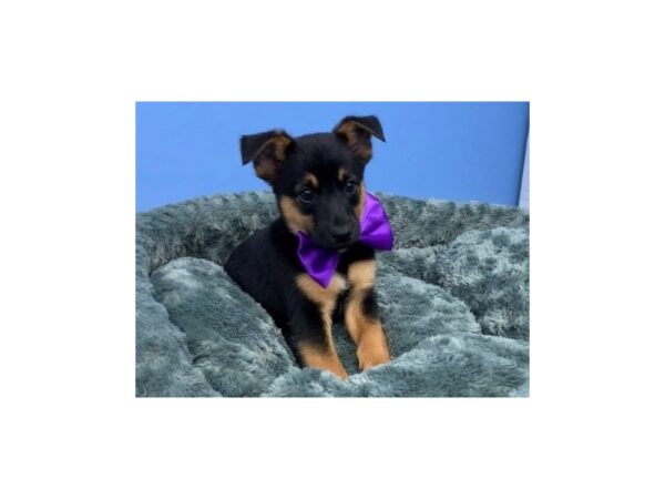 Blue Heeler/Rat Terrier mix-DOG-Male-Blue and Tan-12154-Petland Batavia, Illinois