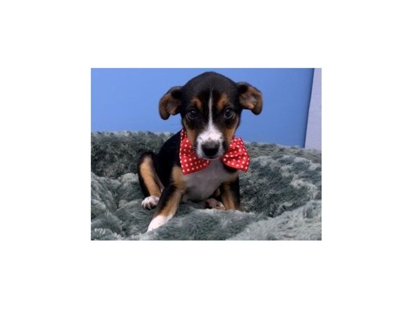 Blue Heeler/Rat Terrier mix-DOG-Male-Black and Tan-20028-Petland Batavia, Illinois