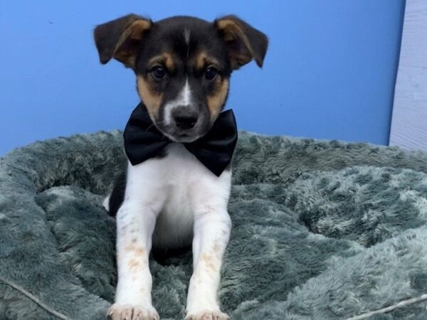 Blue Heeler/Rat Terrier mix DOG Male Black and Tan 12152 Petland Batavia, Illinois