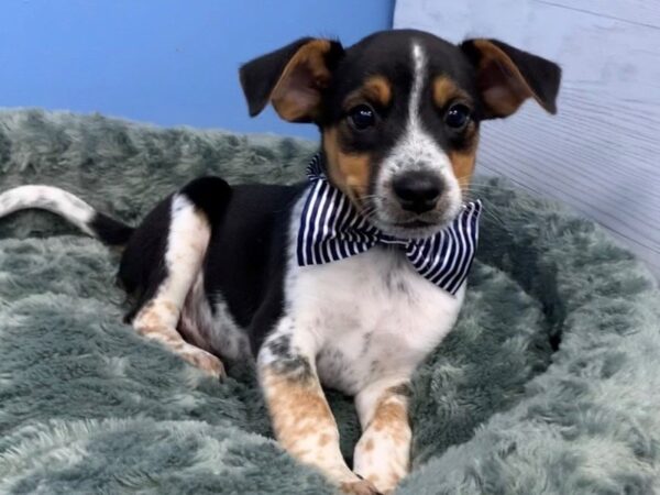 Blue Heeler/Rat Terrier mix-DOG-Male-Black and Tan-20031-Petland Batavia, Illinois