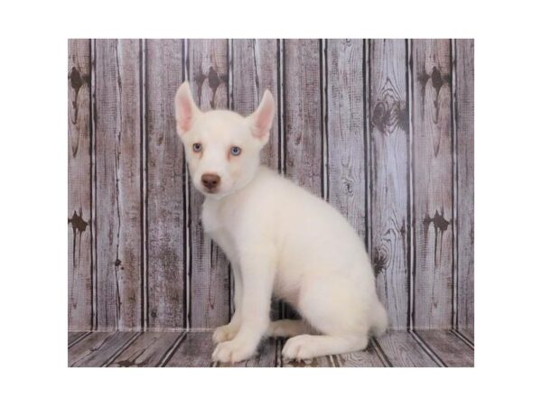 Siberian Husky-DOG-Female-White-20041-Petland Batavia, Illinois
