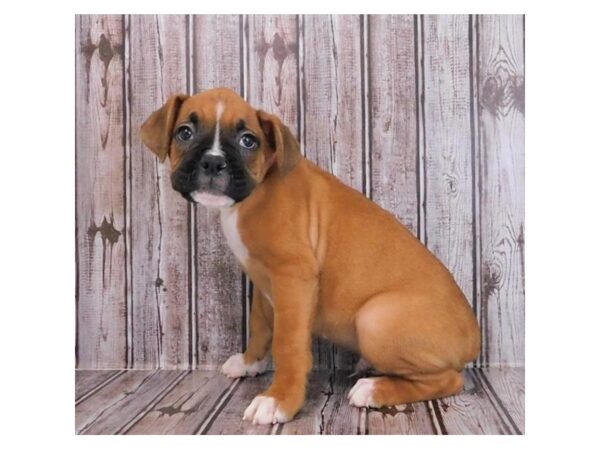 Boxer-DOG-Male-Fawn-20038-Petland Batavia, Illinois